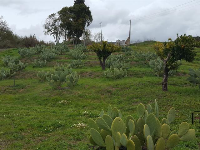 Solar venda em Santarém