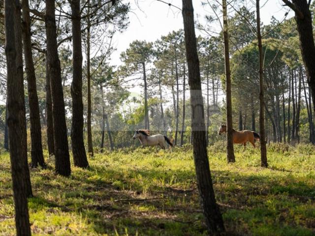 Solar venda em Vila Do Bispo, Faro