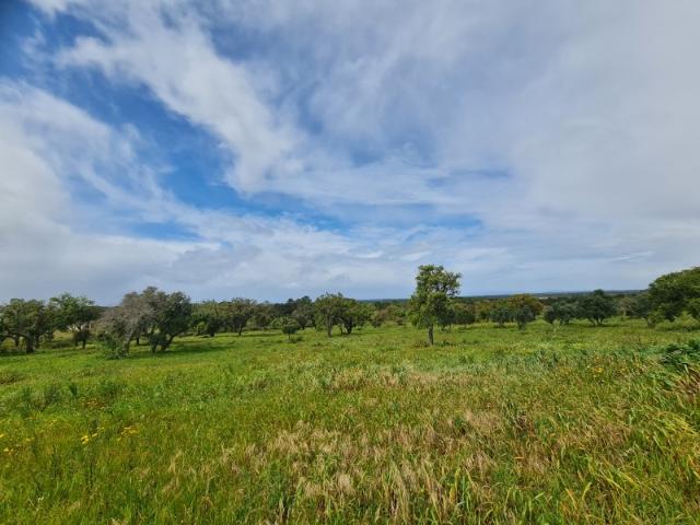 Commercial Land venda em Grândola, Melides