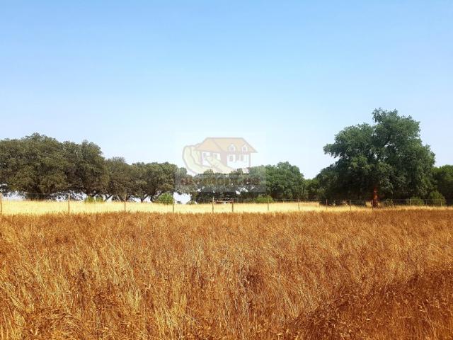 Commercial Land venda em Grândola