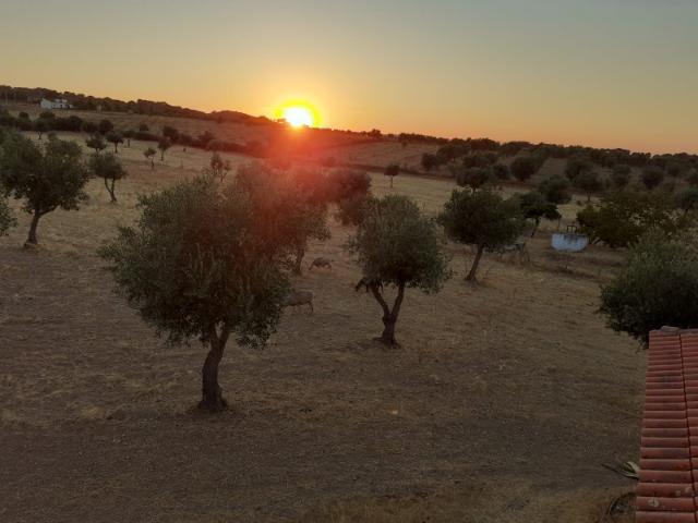 Quinta venda em Monforte, Portalegre