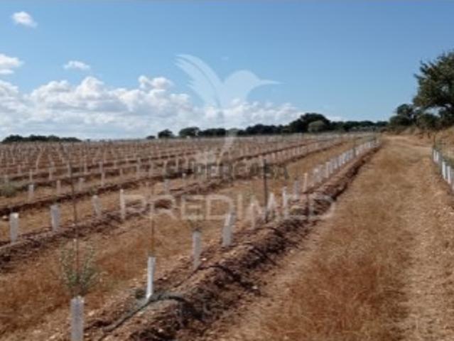 Casa venda em Sousel, Portalegre