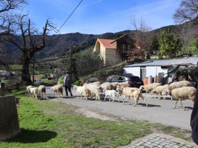 Casa venda em Manteigas
