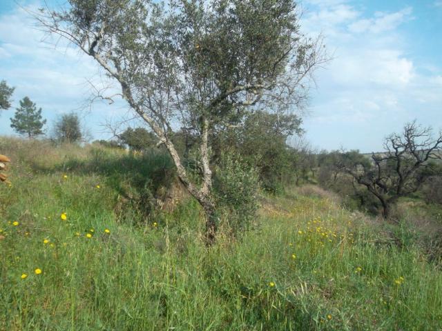 Terreno venda em Castelo Branco