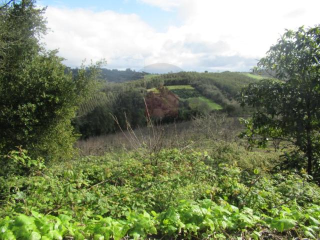 Quinta venda em Caldas Da Rainha, Leiria