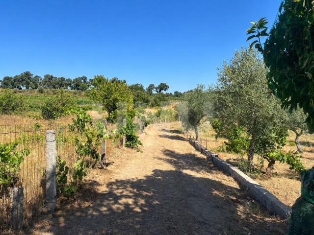 Quinta venda em Escalos de Cima, Castelo Branco