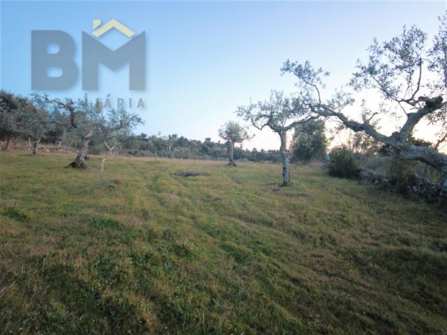 Quinta venda em Castelo Branco