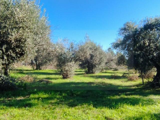 Terreno venda em Castelo Branco, Aldeia Nova Do Cabo
