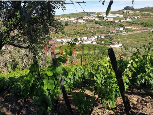 Terreno venda em Quintião, Lamego