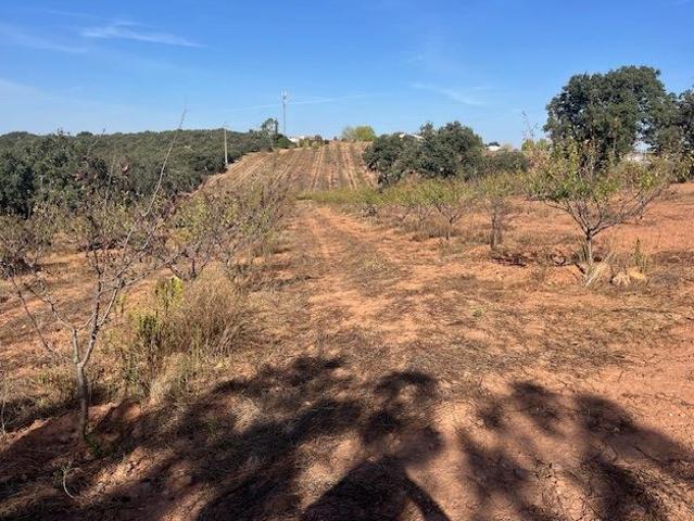 Quinta venda em Estremoz, Évora