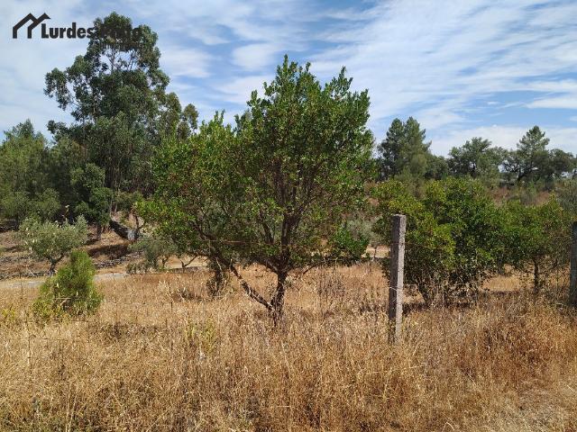 Terreno venda em Castelo Branco