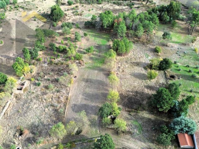 Quinta venda em Castelo Branco