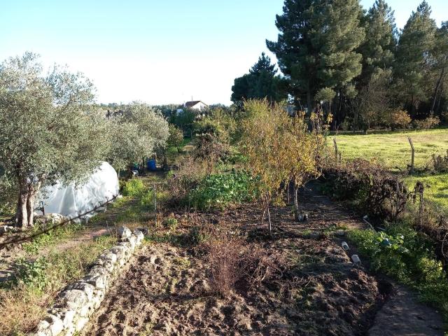 Quinta venda em Castelo Branco