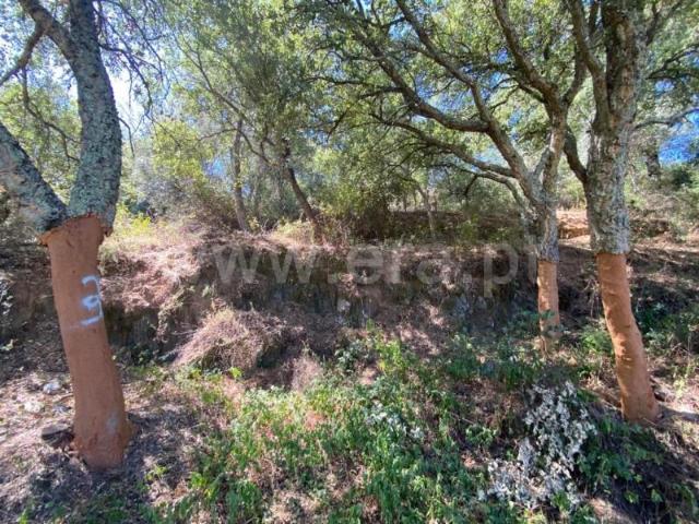 Quinta venda em Castelo Branco