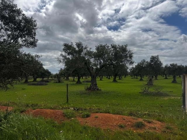 Terreno venda em Serpa, Beja