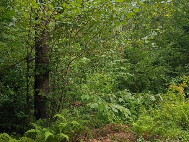 Land for sale in Parsonsfield, Maine