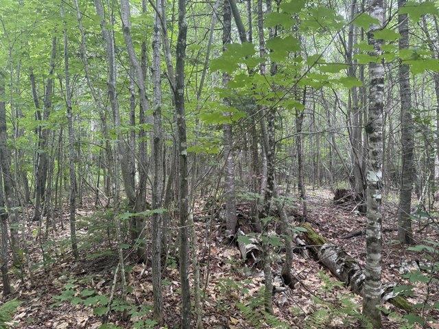 Land for sale in Farmington, Maine