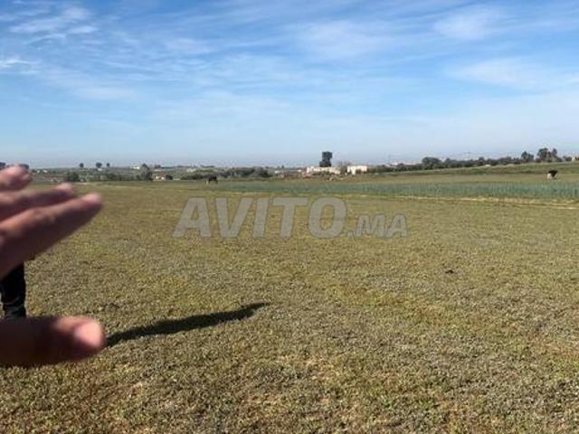 Propriété vente à Sidi Allal El Bahraoui