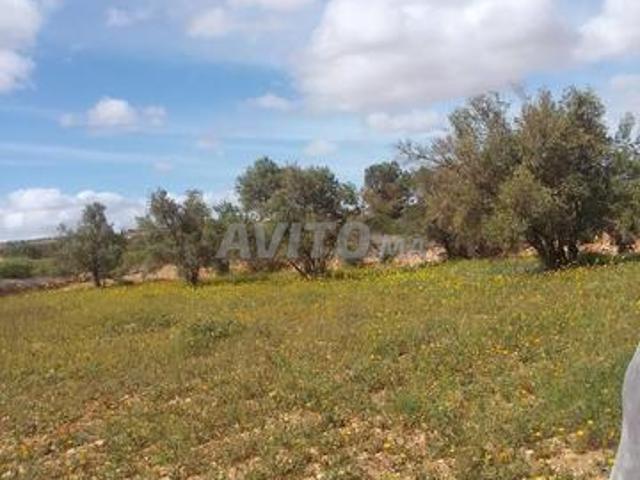 Propriété vente à Essaouira, L'Oriental