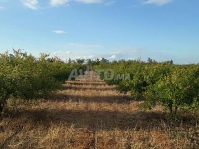 Propriété vente à Bejaad, Chaouia-Ouardigha