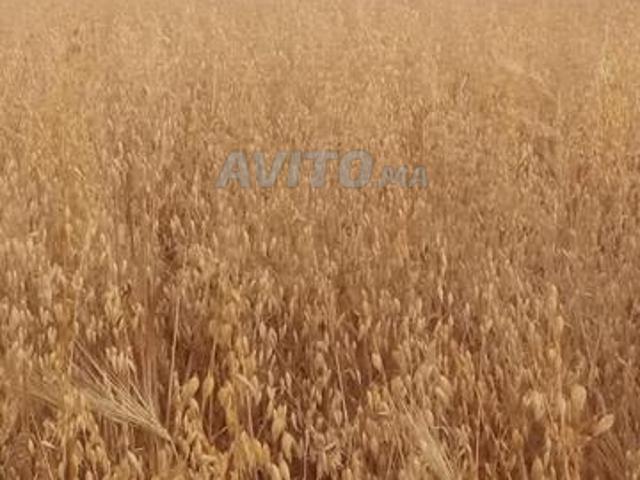 Propriété vente à El Ma, Gharb-Chrarda-Beni Hssen