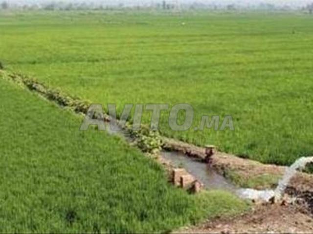 Propriété vente à Zmamra, Gharb-Chrarda-Beni Hssen