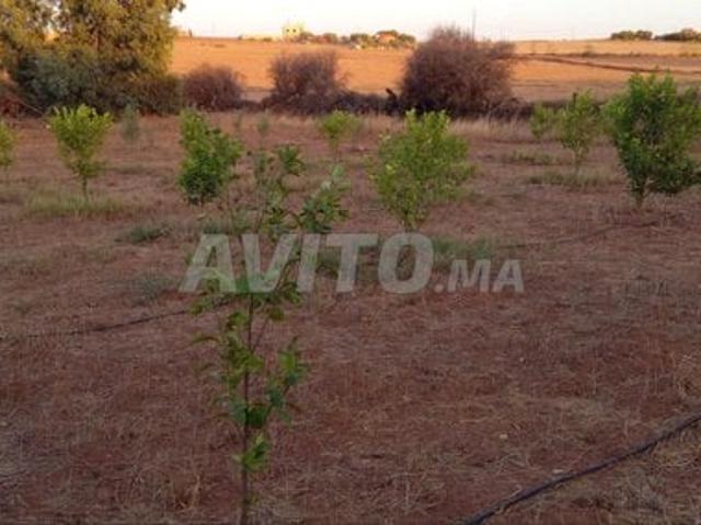 Propriété vente à Khémisset