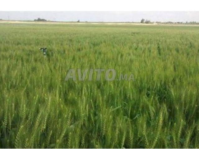 Propriété vente à Ar Rommani