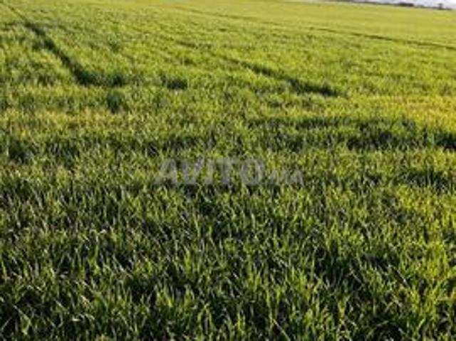 Propriété vente à Ar Rommani