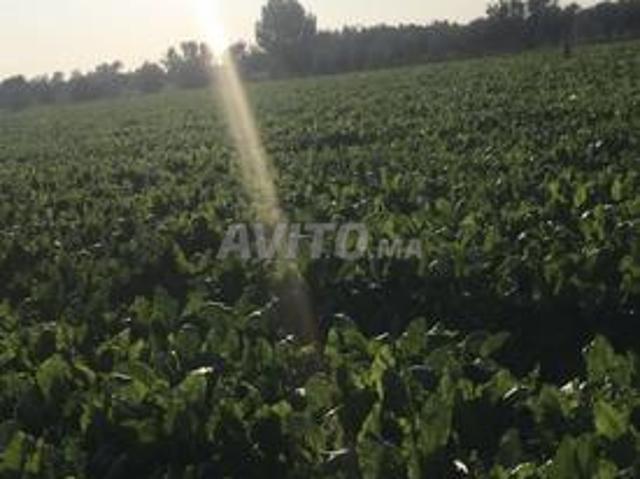 Propriété vente à Mellal