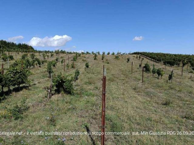 Terreno in vendita a Barile, Basilicata