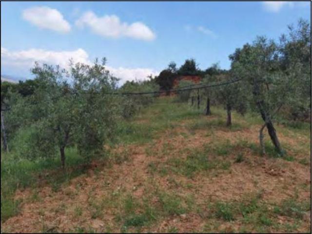 Terreno in vendita a Calabria, Cosenza