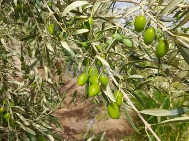 Propriété vente à Chichaoua, L'Oriental