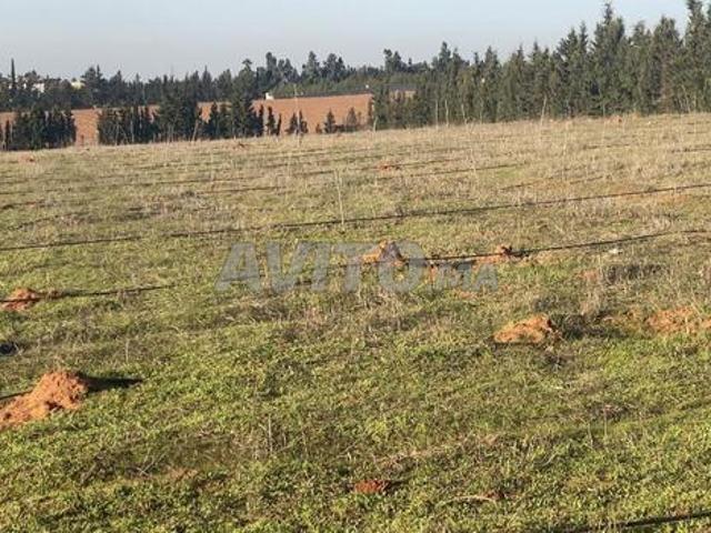 Propriété vente à Sidi Allal El Bahraoui