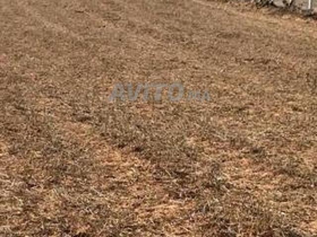 Propriété vente à Sidi Allal El Bahraoui