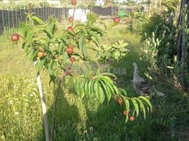 Propriété vente à Beni Said, Tanger-Tétouan