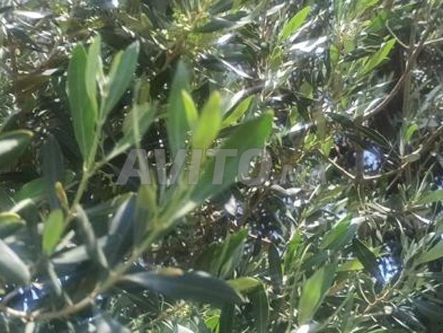 Propriété vente à Ben Ahmed, Gharb-Chrarda-Beni Hssen
