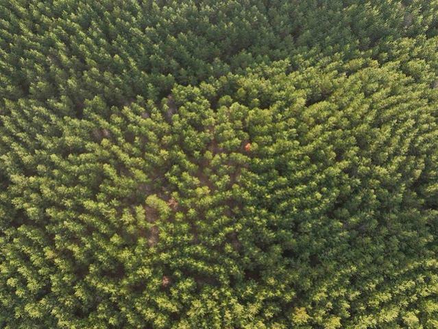 Land for sale in Stantonville, West Tennessee