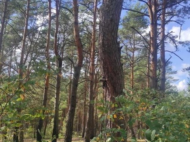 Grunt na sprzedaż w Radzymin, Mazowieckie