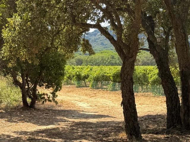 Maison vente à Arrondissement de Draguignan, Ramatuelle