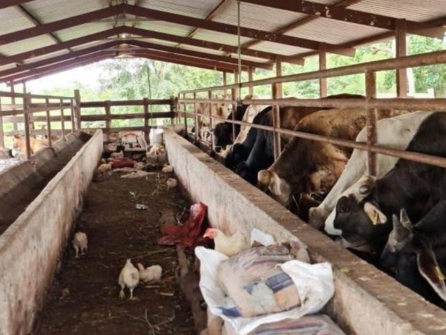 Rancho en venta en Kantunil, Yucatán