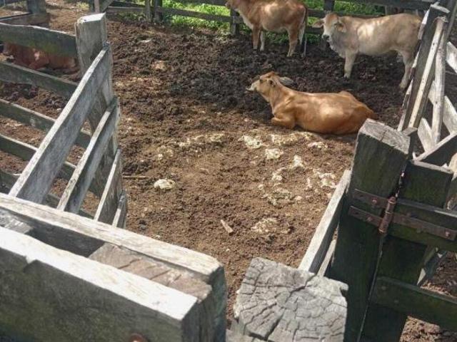 Rancho en venta en Buctzotz, Yucatán