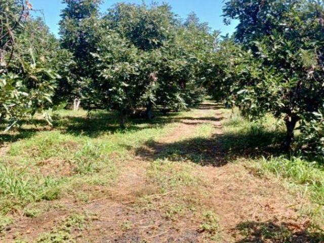 Rancho Aguacatero en venta, Tancitaro Michoacan