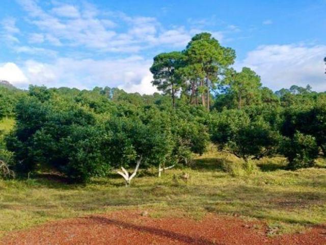 Rancho Aguacatero en venta, Tancitaro Michoacan