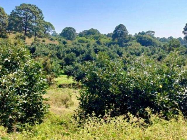 Rancho Aguacatero en venta, Tancitaro Michoacan