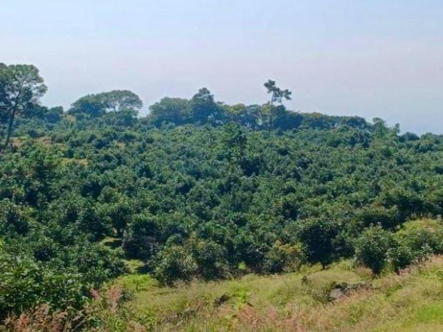 Rancho Aguacatero en venta, Tancitaro Michoacan