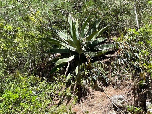 Rancho en venta en Iturbide, Nuevo León
