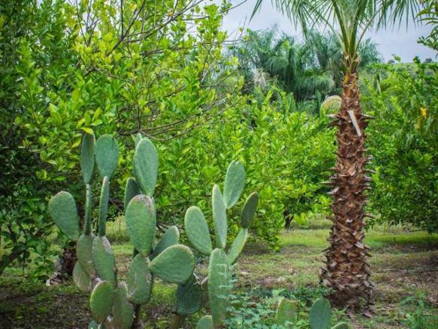 Rancho cerca de la Hacienda de San Gabriel de las Palmas