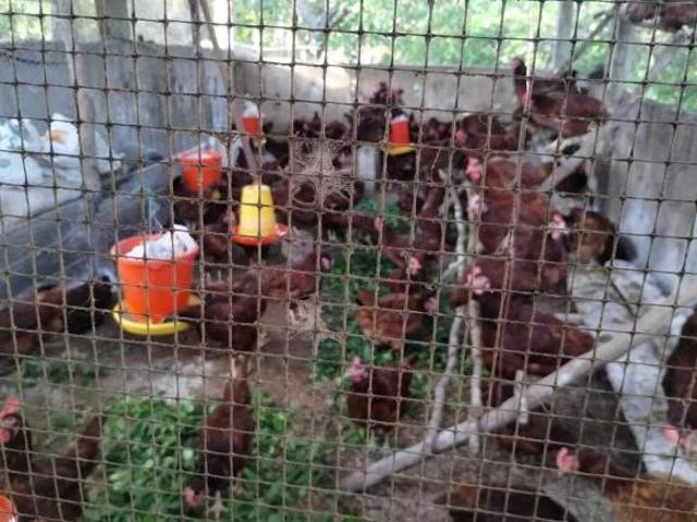 Rancho en venta en Espita, Yucatán