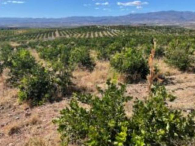 Rancho con huerta de Cítricos en Venta en Calvillo